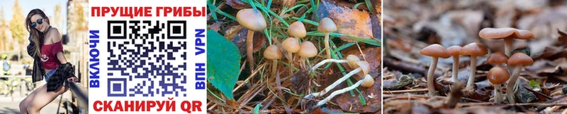 Галлюциногенные грибы Magic Shrooms  где купить наркоту  Среднеколымск 